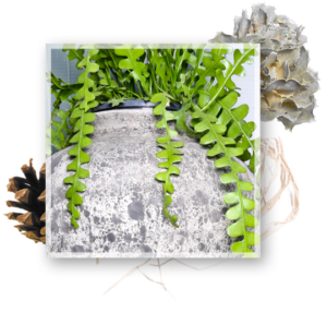 articles de décoration