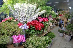 fleurs et plantes