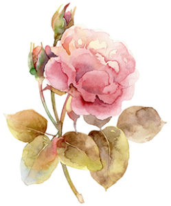 rose aquarelle